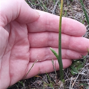 Microtis sp. at Yarralumla, ACT - 15 Oct 2024