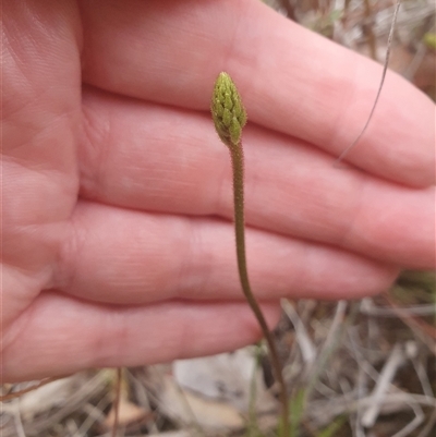 Stylidium graminifolium (grass triggerplant) at Aranda, ACT - 15 Oct 2024 by Bubbles