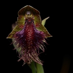 Calochilus platychilus (Purple Beard Orchid) at Aranda, ACT - 15 Oct 2024 by BB23