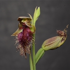 Calochilus platychilus at Aranda, ACT - suppressed