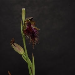 Calochilus platychilus at Aranda, ACT - suppressed