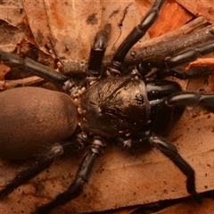 Aname pallida (Wishbone spider) at Rosslyn, QLD - 14 Oct 2024 by NateKingsford