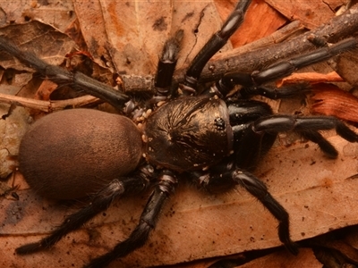 Aname pallida (Wishbone spider) at Rosslyn, QLD - 14 Oct 2024 by NateKingsford