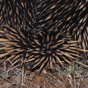 Tachyglossus aculeatus at Yarralumla, ACT - 15 Oct 2024