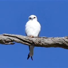 Elanus axillaris (Black-shouldered Kite) at Throsby, ACT - 28 Jun 2024 by TimL