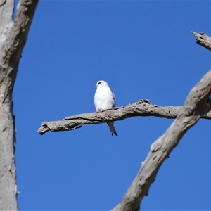 Elanus axillaris at Throsby, ACT - 28 Jun 2024