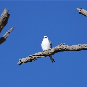 Elanus axillaris at Throsby, ACT - 28 Jun 2024