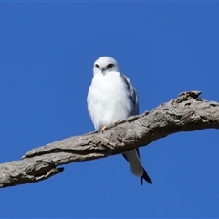 Elanus axillaris at Throsby, ACT - 28 Jun 2024