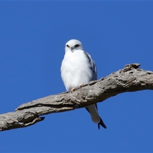 Elanus axillaris at Throsby, ACT - 28 Jun 2024