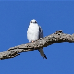 Elanus axillaris at Throsby, ACT - 28 Jun 2024