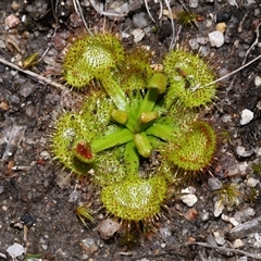 Drosera sp. (A Sundew) at Tharwa, ACT - 21 Aug 2024 by TimL