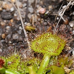 Drosera sp. at Tharwa, ACT - 21 Aug 2024