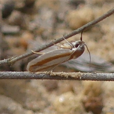 Xylorycta parabolella (A Xyloryctid moth (Xyloryctidae)) at Colo Vale, NSW - 4 Oct 2024 by Curiosity