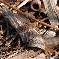 Diplacodes bipunctata (Wandering Percher) at Princes Hill, VIC - 2 Oct 2024 by ConBoekel