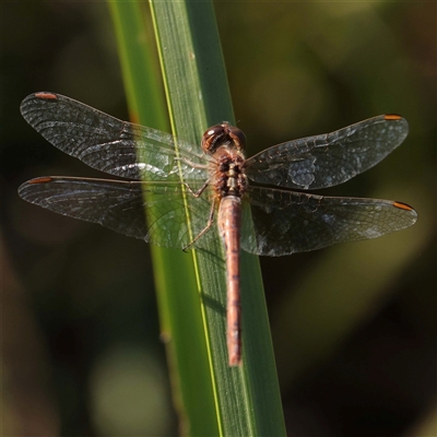 Diplacodes bipunctata (Wandering Percher) at Princes Hill, VIC - 2 Oct 2024 by ConBoekel