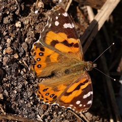 Vanessa kershawi (Australian Painted Lady) at Princes Hill, VIC - 2 Oct 2024 by ConBoekel