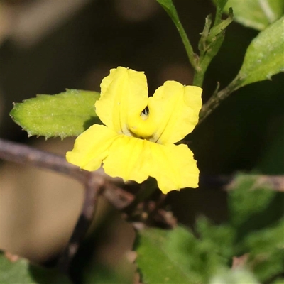 Goodenia ovata (Hop Goodenia) at Alphington, VIC - 3 Oct 2024 by ConBoekel