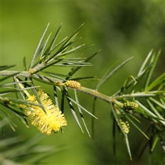 Acacia verticillata subsp. verticillata at Ivanhoe, VIC - 3 Oct 2024 by ConBoekel