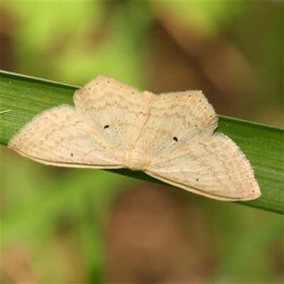 Scopula perlata (Cream Wave) at Ivanhoe, VIC - 3 Oct 2024 by ConBoekel