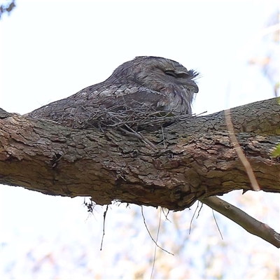 Podargus strigoides (Tawny Frogmouth) at Ivanhoe, VIC - 3 Oct 2024 by ConBoekel