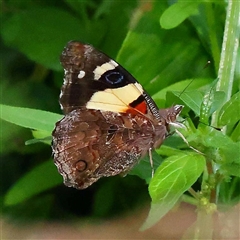 Vanessa itea (Yellow Admiral) at Ivanhoe, VIC - 3 Oct 2024 by ConBoekel