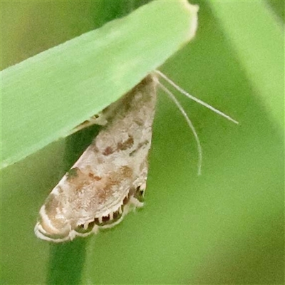 Glaucocharis dilatella (A Crambid moth) at Alexandra, VIC - 4 Oct 2024 by ConBoekel