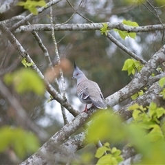 Ocyphaps lophotes (Crested Pigeon) at Jamberoo, NSW - 15 Oct 2024 by plants