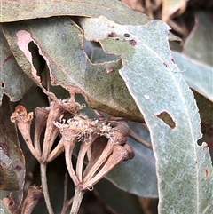 Eucalyptus microcorys (Tallowwood) at Kungala, NSW - 16 Oct 2024 by donnanchris