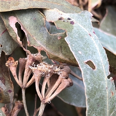Eucalyptus microcorys (Tallowwood) at Kungala, NSW - 16 Oct 2024 by donnanchris