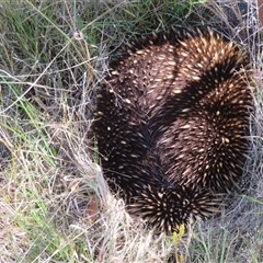 Tachyglossus aculeatus (Short-beaked Echidna) at Greenway, ACT - 13 Oct 2024 by Christine