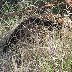 Tachyglossus aculeatus at Greenway, ACT - 13 Oct 2024 03:37 PM