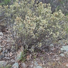 Brachyloma daphnoides (Daphne Heath) at Kambah, ACT - 15 Oct 2024 by LPadg