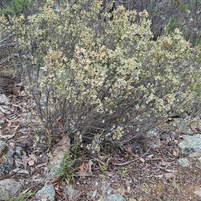 Brachyloma daphnoides (Daphne Heath) at Kambah, ACT - 14 Oct 2024 by LPadg