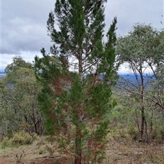 Callitris endlicheri (Black Cypress Pine) at Kambah, ACT - 14 Oct 2024 by LPadg