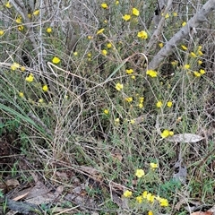 Hibbertia calycina (Lesser Guinea-flower) at Kambah, ACT - 14 Oct 2024 by LPadg