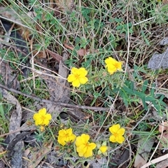 Hibbertia calycina at Kambah, ACT - 15 Oct 2024