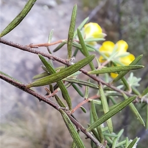 Hibbertia calycina at Kambah, ACT - 15 Oct 2024