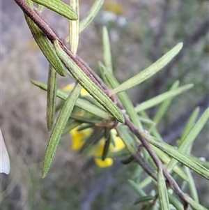 Hibbertia calycina at Kambah, ACT - 15 Oct 2024