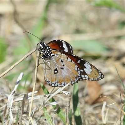 Danaus petilia (Lesser wanderer) at Molonglo, ACT - 16 Oct 2024 by TimL