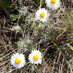 Leucochrysum albicans subsp. tricolor at Googong, NSW - 16 Oct 2024