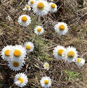 Leucochrysum albicans subsp. tricolor at Googong, NSW - 16 Oct 2024