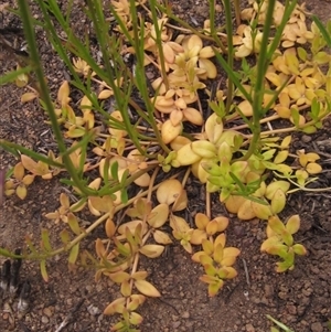 Linaria pelisseriana at Latham, ACT - 14 Oct 2024