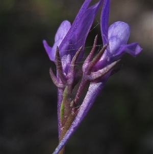 Linaria pelisseriana at Latham, ACT - 14 Oct 2024