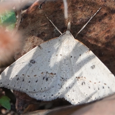 Taxeotis stereospila (Taxeotis stereospila) at Hall, ACT - 15 Oct 2024 by Anna123