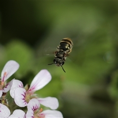 Lipotriches (Austronomia) phanerura (Halictid Bee) at Keiraville, NSW - 6 Nov 2021 by PaperbarkNativeBees