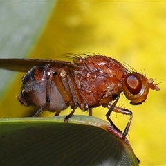 Lauxaniidae (family) at Acton, ACT - 4 Oct 2024 by TimL