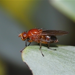 Lauxaniidae (family) at Acton, ACT - 4 Oct 2024 02:15 PM