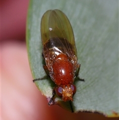 Lauxaniidae (family) at Acton, ACT - 4 Oct 2024 02:15 PM