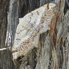 Dissomorphia australiaria (Dashed Geometrid, Ennominae) at Hall, ACT - 15 Oct 2024 by Anna123