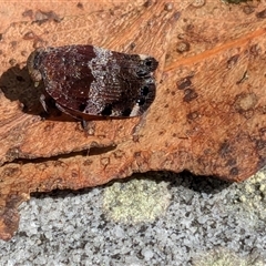 Platybrachys decemmacula (Green-faced gum hopper) at Vincentia, NSW - 15 Oct 2024 by JodieR